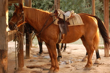 cheval pret au depart