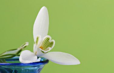 Single snowdrop with green background