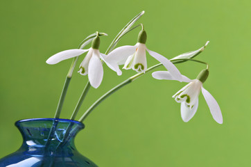 Three snowdrops in a blue vase with green background