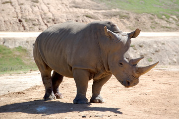 Fototapeta premium Nashorn
