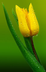 Tulpe mit Tautropfen