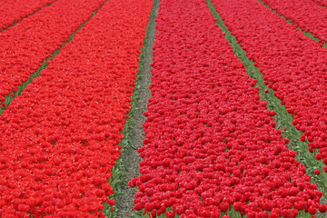 Tulipa, Tulpenfeld bei Wassenaar