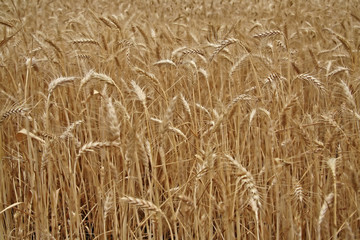 corn field detail before crop