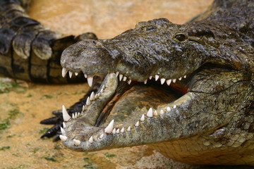 croco
