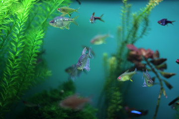 aquarium fish seaweed