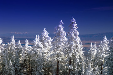 Sandia Mountain Pine Trees in Winter