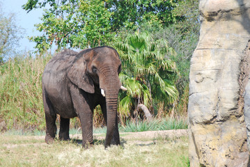 Naklejka premium A tusked bull elephant roaming in an open field