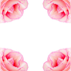 Four pink roses in the corners of image