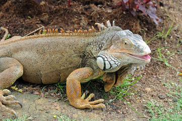 Bearded Dragon