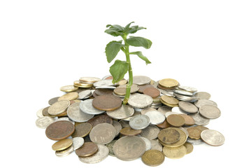 Coins and plant