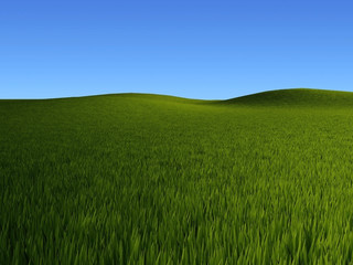 Grass fields rendering
