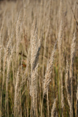 dry marsh herb autumn bulrush
