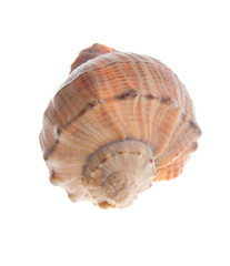 Seashell  isolated on white background