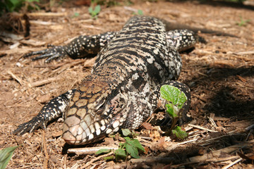 Argentinian reptile