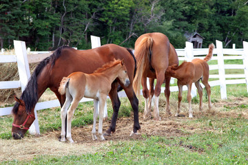 Obraz na płótnie Canvas Two Foals