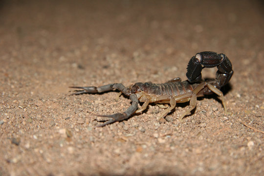 Namibian scorpion
