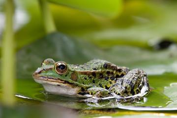 Frosch auf Seerosenblatt