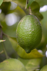 Limette am Baum