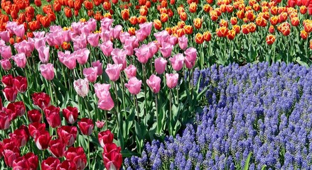 Tulip Bed
