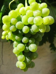 White Franconia Seedles