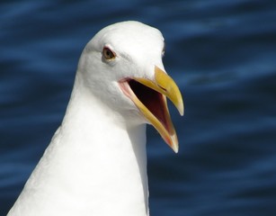 Seagull Talking