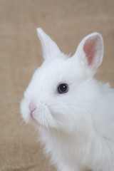 white bunny
