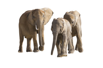 Fototapeta na wymiar éléphants