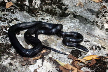 Obraz premium Black Rat Snake (Pantherophis obsoletus obsoletus)