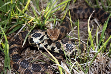 Western Fox Snake (Pantherophis vulpinus)