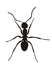Hormiga