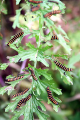 caterpillars eating