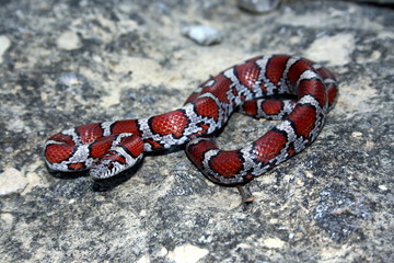 Red Milk Snake (Lampropeltis triangulum syspila)