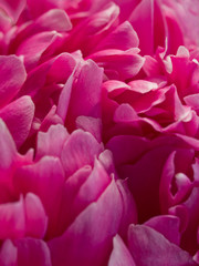 pink flower petals background. shallow dof