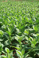 Tobacco field