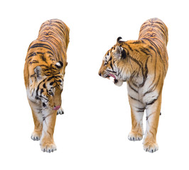 Obraz premium Dwa tygrysa pozuje na białym tle