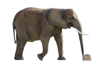 Fototapeta premium éléphant