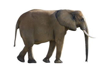 Obraz premium éléphant