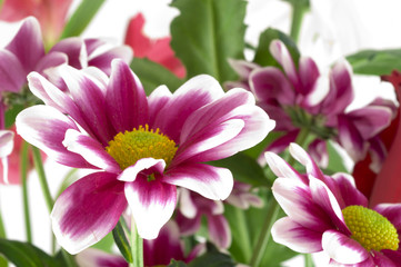Fototapeta premium Chrysanthemums in a bouquet. fragment
