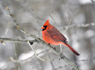 Cardinal