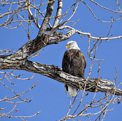 Bald Eagle