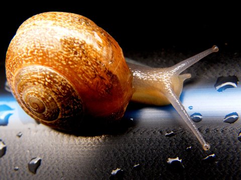 caracol