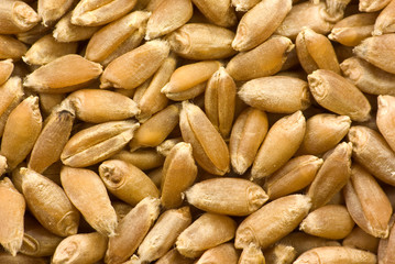Cereals and grains: barley close-up