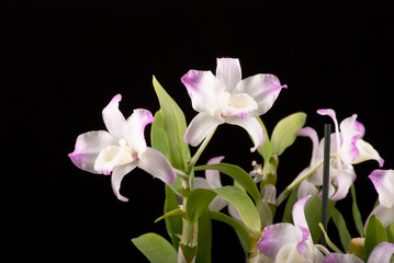 orchid isolated on the black backgrounds