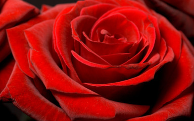 red rose