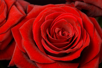 red rose