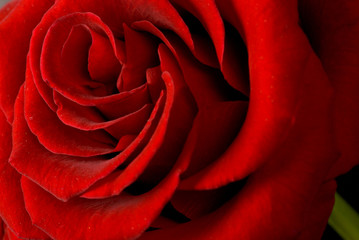 red rose