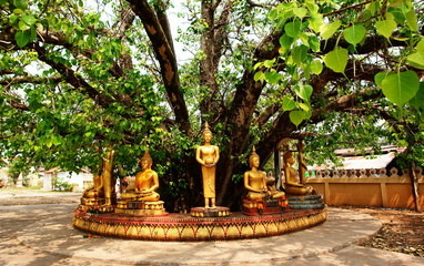 statues de bouddha sous banyan, vientiane, laos