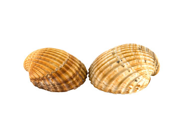 two shell isolated on white