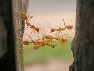 pont de fourmi