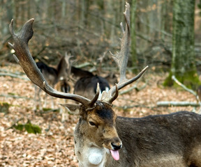 Fallow deers in the forrest